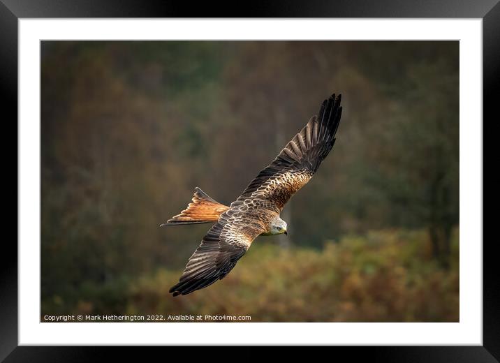 Red Kite Gliding on air Framed Mounted Print by Mark Hetherington