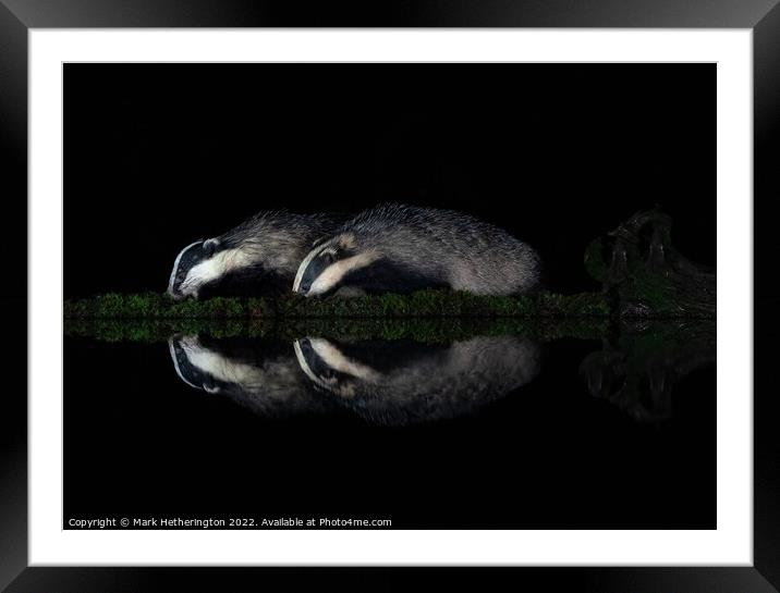 Badgers in reflection Framed Mounted Print by Mark Hetherington