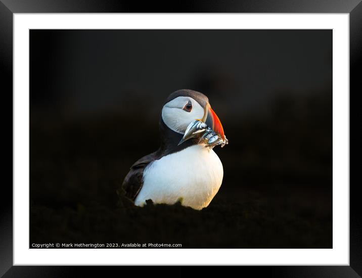 Puffin with a catch of Sand Eels Framed Mounted Print by Mark Hetherington