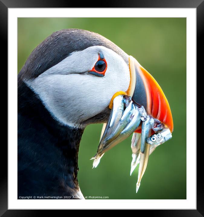 Puffin portrait Framed Mounted Print by Mark Hetherington