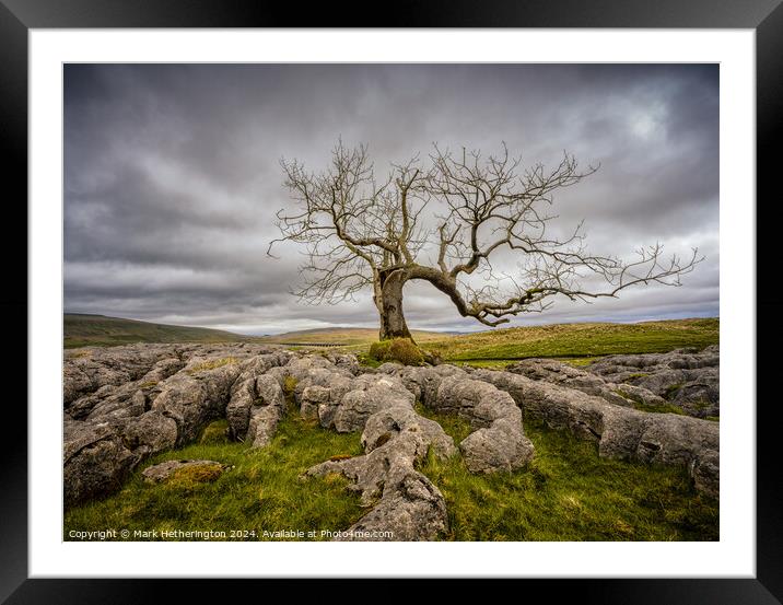 Charlie's Tree Framed Mounted Print by Mark Hetherington