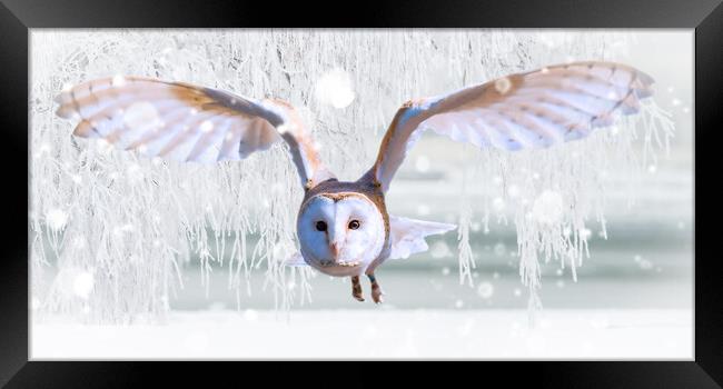 Barn Owl In The Snow Framed Print by Picture Wizard