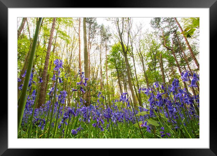 In The Bluebells Framed Mounted Print by Picture Wizard