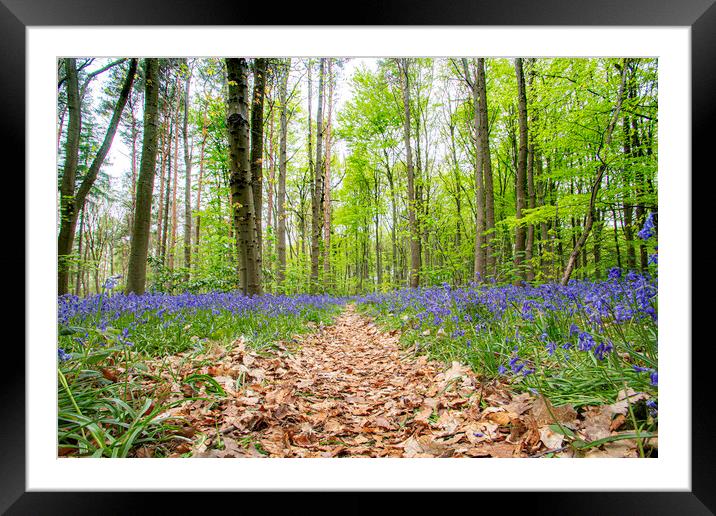 Bluebell Walk Framed Mounted Print by Picture Wizard