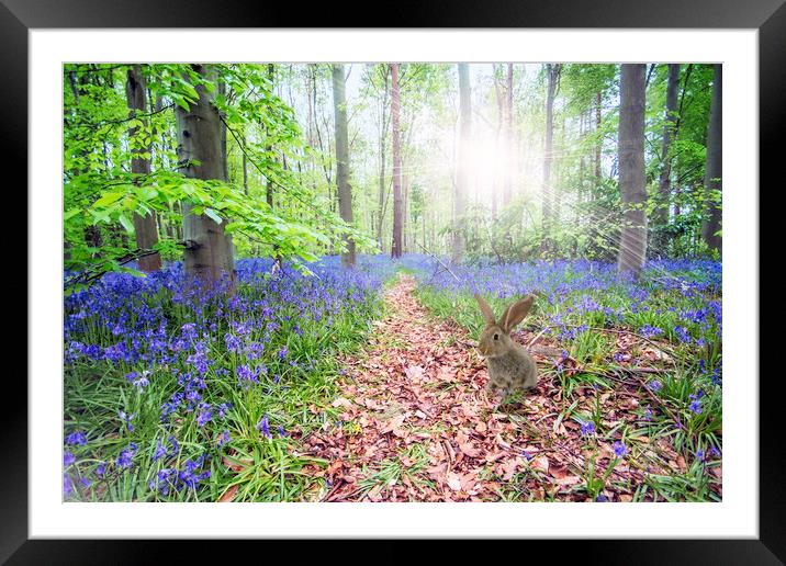 Bunny and Bluebells Framed Mounted Print by Picture Wizard
