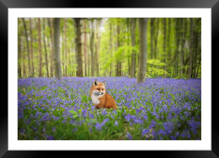 Fox In The Bluebells Framed Mounted Print by Picture Wizard