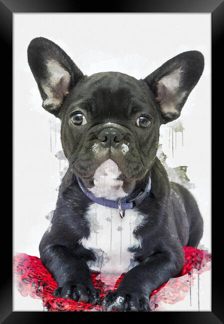 French Bulldog Framed Print by Picture Wizard