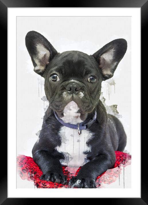 French Bulldog Framed Mounted Print by Picture Wizard