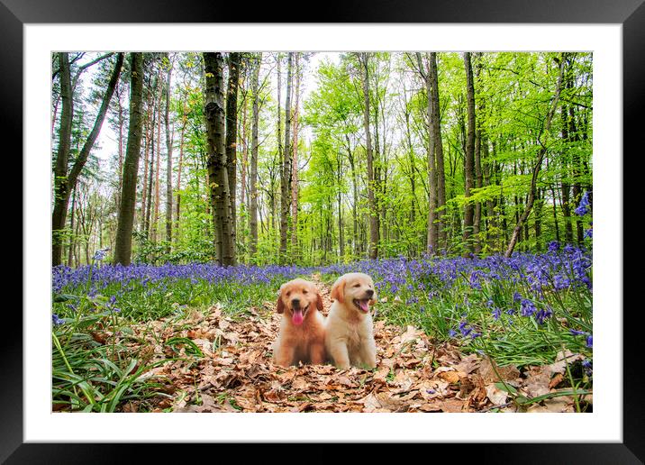 Pups In The Bluebellwood Framed Mounted Print by Picture Wizard