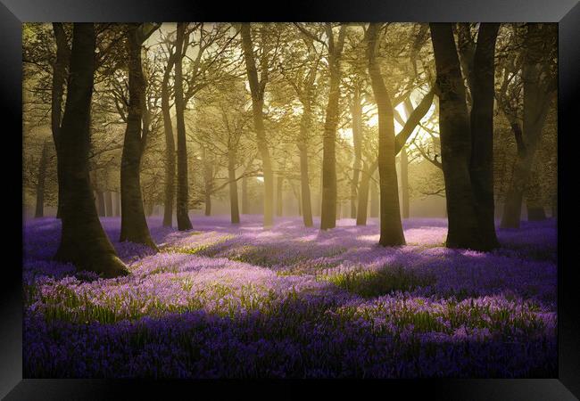 Bluebells In The Woods Framed Print by Picture Wizard