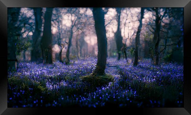 A magical bluebell wood Framed Print by Picture Wizard