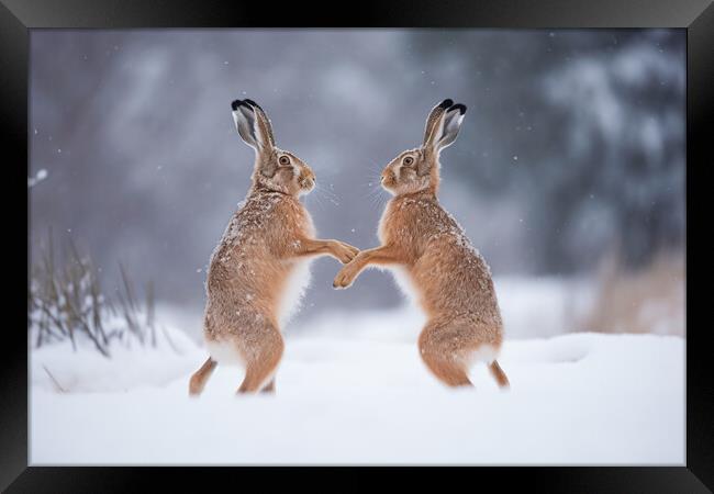 Boxing Hares Framed Print by Picture Wizard