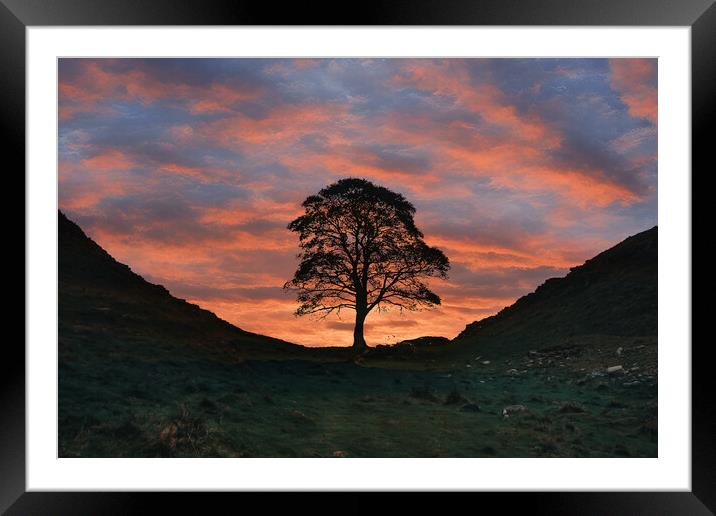 The Sycamore Tree Framed Mounted Print by Picture Wizard