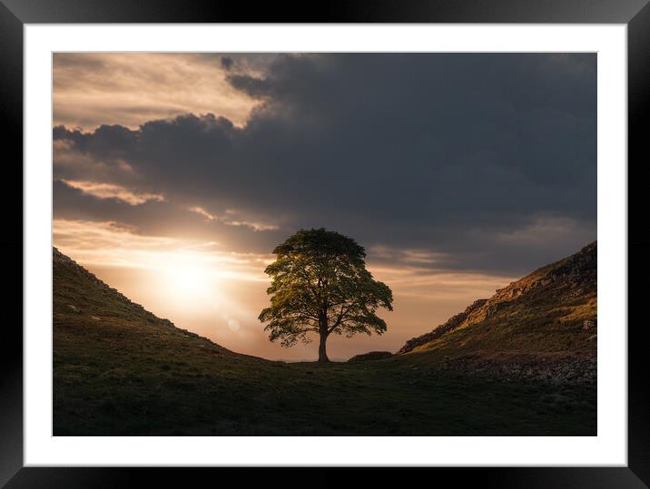 Sycamore Gap Framed Mounted Print by Picture Wizard