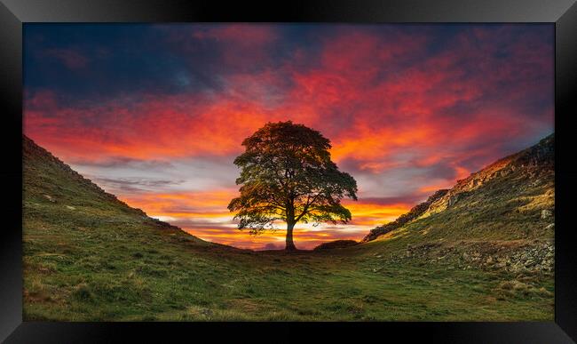 Sycamore Gap Hadrians Wall Framed Print by Picture Wizard
