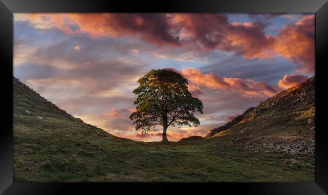Sycamore Gap Hadrians Wall Framed Print by Picture Wizard