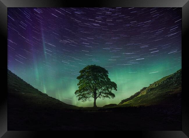Sycamore Gap Aurora Framed Print by Picture Wizard