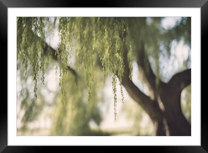 Willow Tree Framed Mounted Print by Picture Wizard