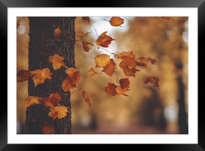 Woodland leaves Framed Mounted Print by Picture Wizard