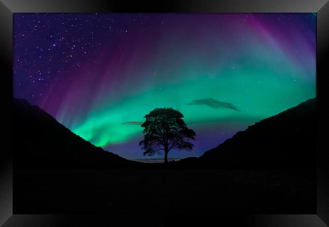 Sycamore Gap Aurora Framed Print by Picture Wizard