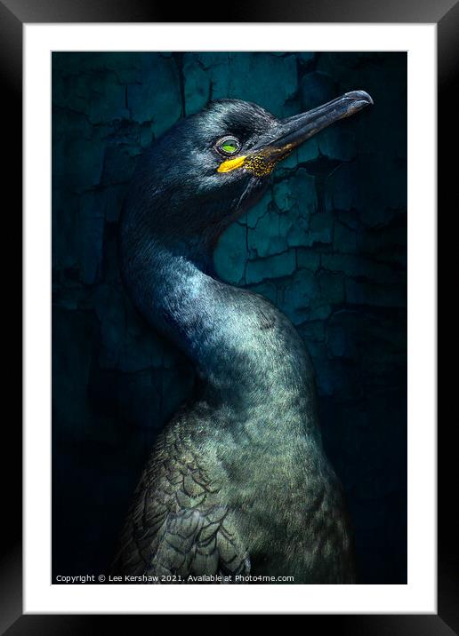 Cormorant Portrait Framed Mounted Print by Lee Kershaw