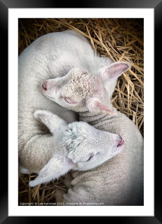 Two Lambs born together Framed Mounted Print by Lee Kershaw