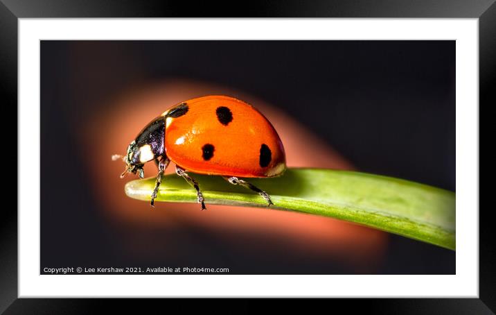 Ladybird macro Framed Mounted Print by Lee Kershaw