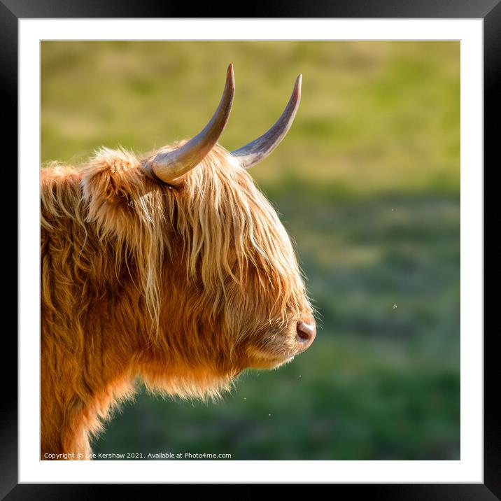 Highland cow watching a tiny fly Framed Mounted Print by Lee Kershaw