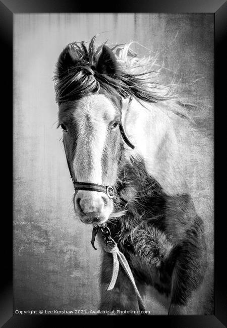 Coastal Northumbrian Horse Portrait Framed Print by Lee Kershaw