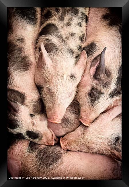 Piglets lay snuggled together Framed Print by Lee Kershaw