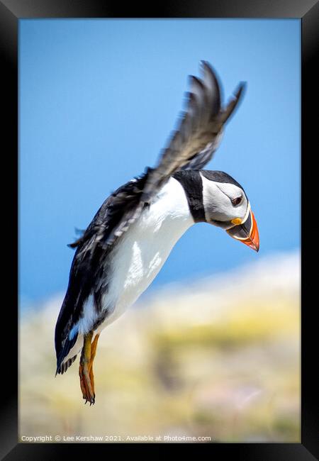 A Puffin Lands at Inner Farne Framed Print by Lee Kershaw