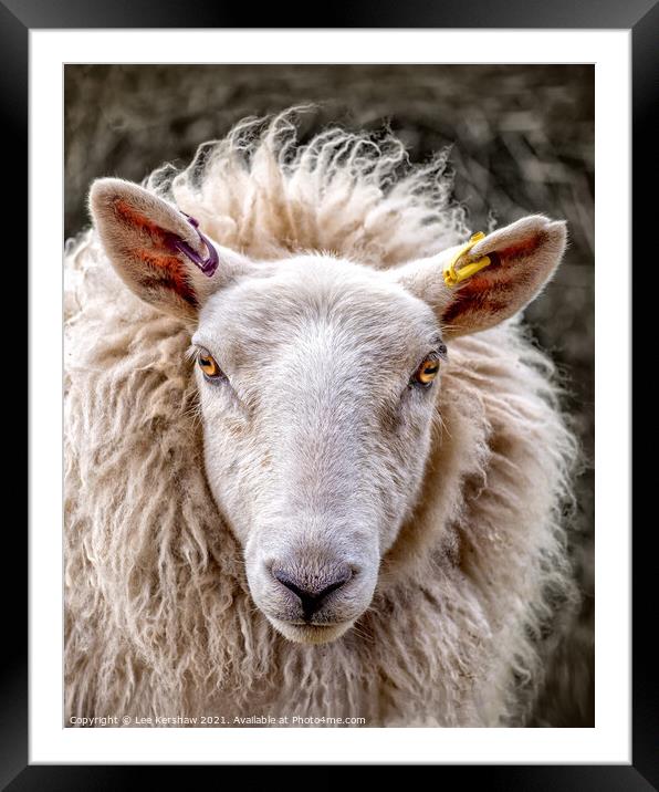 Portrait of a Cheviot Ewe Framed Mounted Print by Lee Kershaw