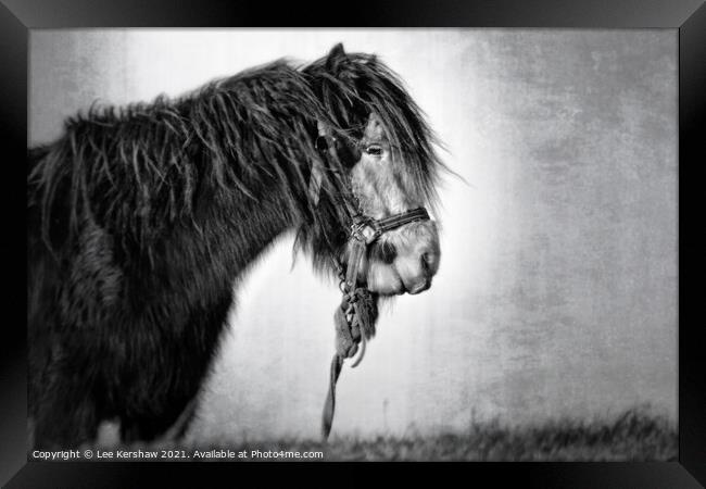 Coastal Northumbrian horse portrait in mono Framed Print by Lee Kershaw