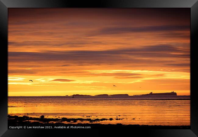 Farne Islands sunrise Framed Print by Lee Kershaw