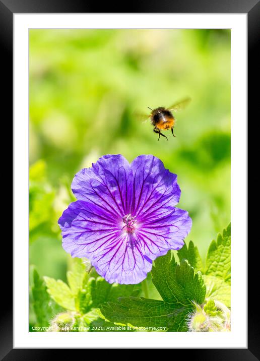 A bee & flower macro Framed Mounted Print by Lee Kershaw