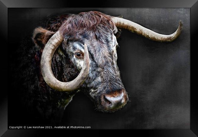 Longhorn Cow close portrait Framed Print by Lee Kershaw