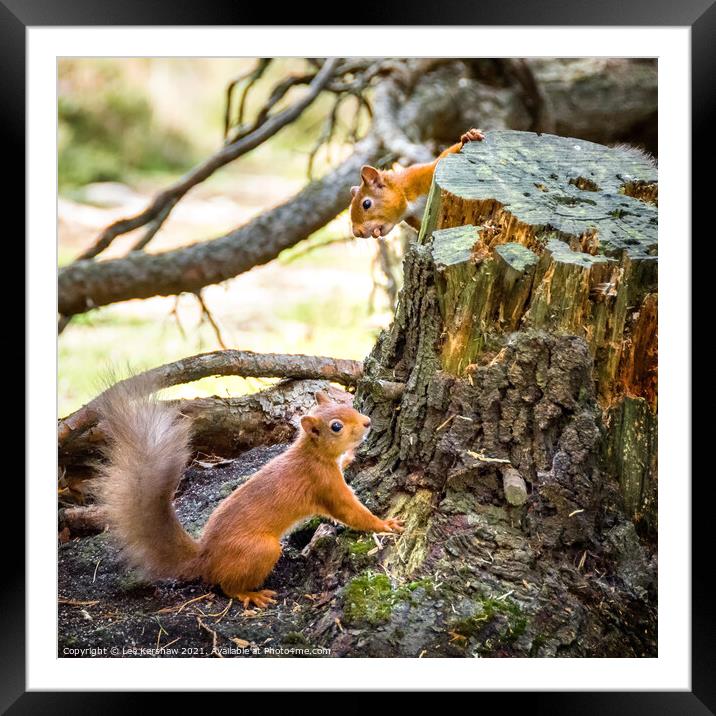 The little nut thief Framed Mounted Print by Lee Kershaw