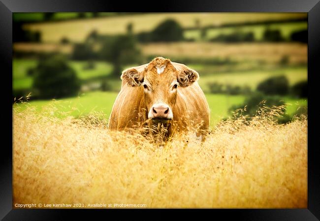 Golden Cow Golden Field Framed Print by Lee Kershaw