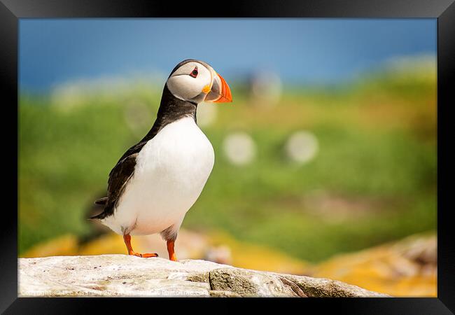 Puffin portrait Farne Islands Framed Print by Lee Kershaw