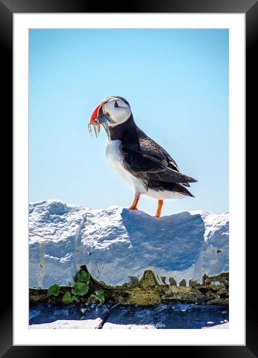 A full catch Puffin  Farne Islands Framed Mounted Print by Lee Kershaw