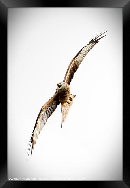 Red Kite up close over Southern Scotland Framed Print by Lee Kershaw