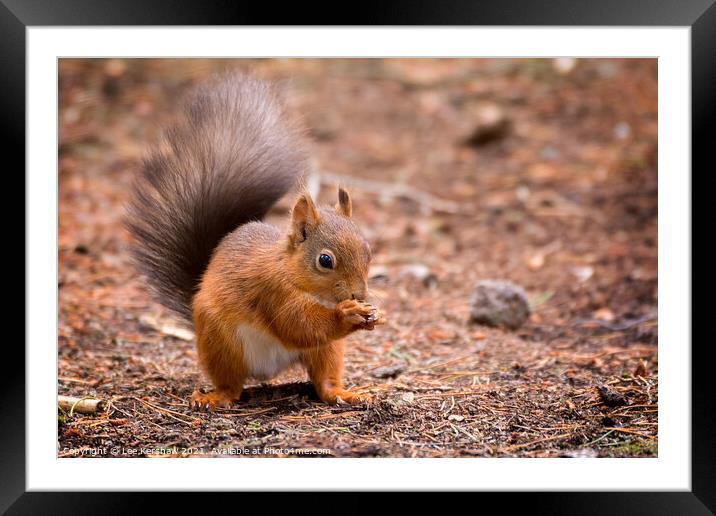 Red Squirrel enjoying a Hazelnut Framed Mounted Print by Lee Kershaw