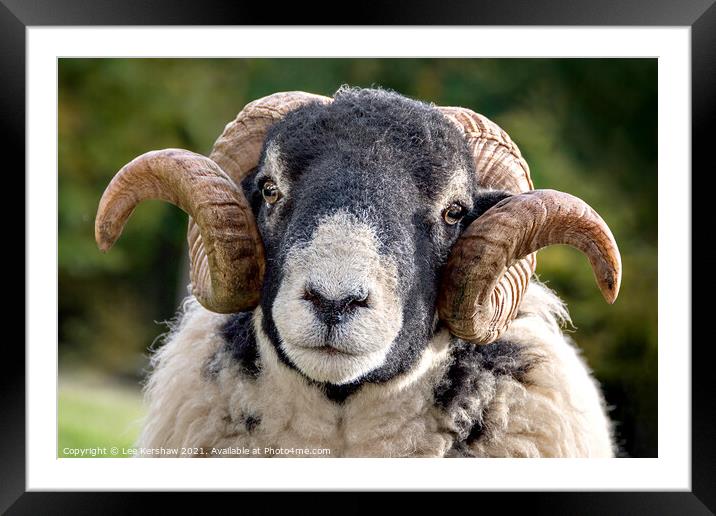 An adorable Black Faced Ram Framed Mounted Print by Lee Kershaw