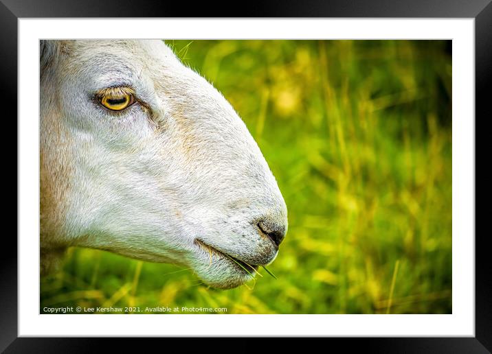 Cheviot sheep close up study Framed Mounted Print by Lee Kershaw