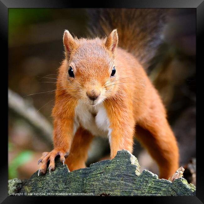 Red Squirrel up close Framed Print by Lee Kershaw