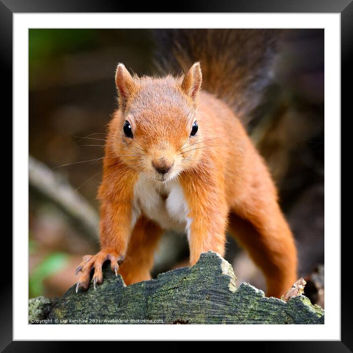 Red Squirrel up close Framed Mounted Print by Lee Kershaw