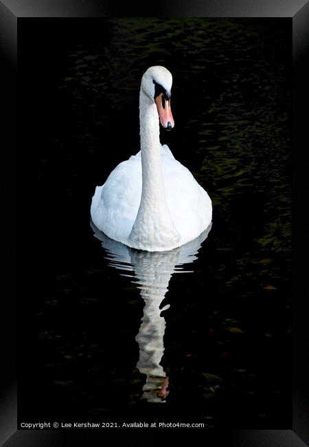 Swan and reflection Framed Print by Lee Kershaw