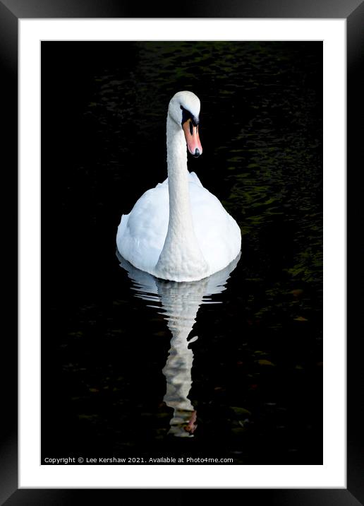 Swan and reflection Framed Mounted Print by Lee Kershaw