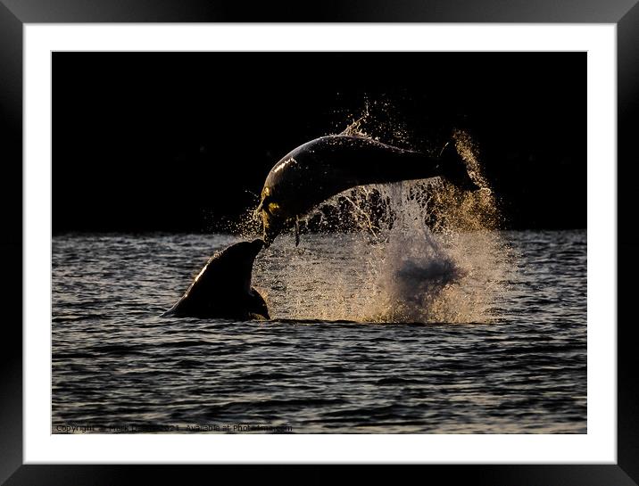 sunset dolphin kiss  Framed Mounted Print by Mark Deans