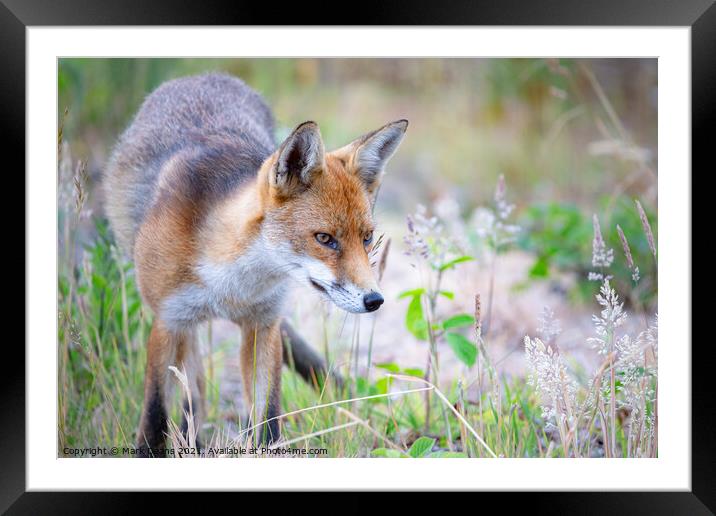 A fox standing in the grass Framed Mounted Print by Mark Deans